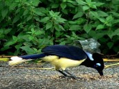 Urraca común/Plsuh-crested Jay