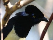 Urraca común/Plsuh-crested Jay