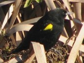Varillero ala amarilla/Yellow-winged Blackbird