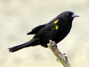 Varillero ala amarilla/Yellow-winged Blackbird