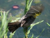 Varillero ala amarilla/Yellow-winged Blackbird