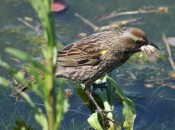 Varillero ala amarilla/Yellow-winged Blackbird