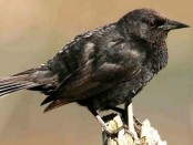 Varillero ala amarilla/Yellow-winged Blackbird