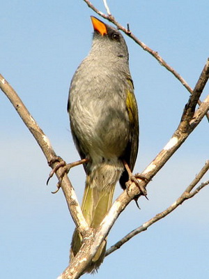 Verdón/Great Pampa-Finch Verdón/Great Pampa-Finch
