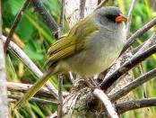 Verdón/Great Pampa-Finch Verdón/Great Pampa-Finch