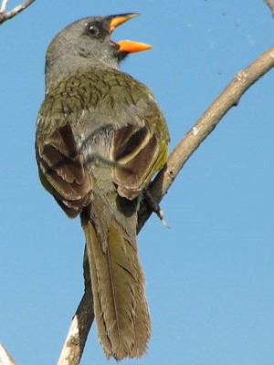 Verdón/Great Pampa-Finch Verdón/Great Pampa-Finch