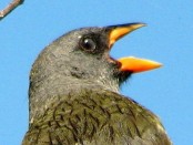 Verdón/Great Pampa-Finch Verdón/Great Pampa-Finch