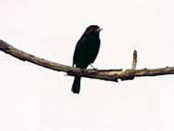 Viudita pico celeste/Blue-billed Black-Tyrant