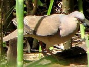 Yerutí/White-tipped Dove