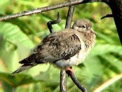 Yerutí/White-tipped Dove