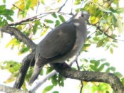 Yerutí/White-tipped Dove
