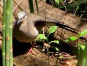 Yerutí/White-tipped Dove