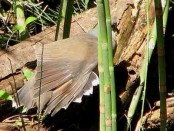 Yerutí/White-tipped Dove