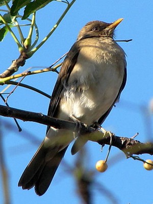 Zorzal chalchalero/Creamy-bellied Thrush Zorzal chalchalero/Creamy-bellied Thrush