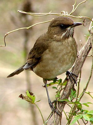 Zorzal chalchalero/Creamy-bellied Thrush Zorzal chalchalero/Creamy-bellied Thrush