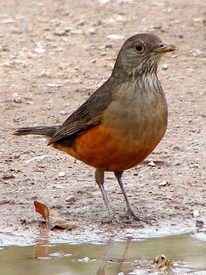 Zorzal colorado/Rufous-bellied Thrush Zorzal colorado/Rufous-bellied Thrush