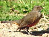 Zorzal colorado/Rufous-bellied Thrush Zorzal colorado/Rufous-bellied Thrush
