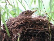 Zorzal colorado/Rufous-bellied Thrush Zorzal colorado/Rufous-bellied Thrush