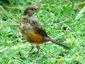Zorzal colorado/Rufous-bellied Thrush Zorzal colorado/Rufous-bellied Thrush