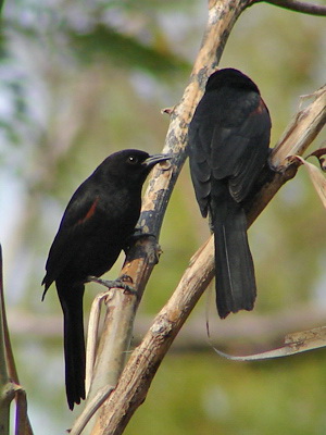 Boyerito/Epaulet Oriole Boyerito/Epaulet Oriole