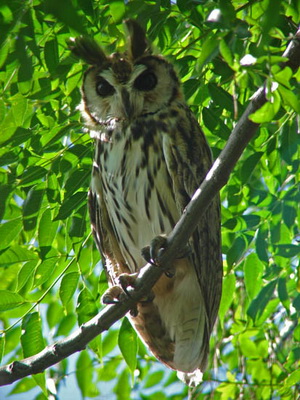 Lechuzón orejudo/Striped Owl Lechuzón orejudo/Striped Owl