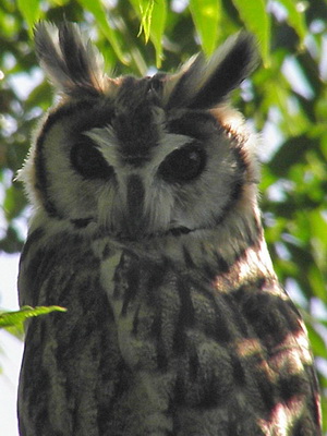 Lechuzón orejudo/Striped Owl Lechuzón orejudo/Striped Owl