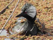 Macá común/White-tufted Grebe Macá común/White-tufted Grebe