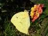 Azufrada coluda/Tailed Sulphur