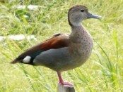 Pato de collar/Ringed Teal