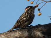Carpintero bataraz chico/Checkered Woodpecker