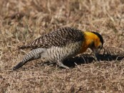 Carpintero campestre/Field Flicker