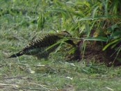 Carpintero real/Green-barred Woodpecker