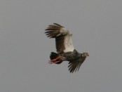 Chajá/Southern Screamer Chajá/Southern Screamer