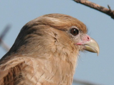 Chimango/Chimango Caracara Chimango/Chimango Caracara
