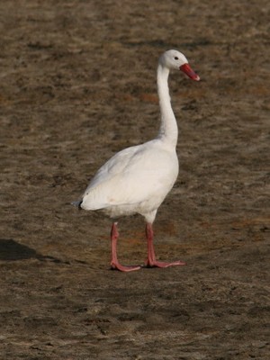 Coscoroba/Coscoroba Swan Coscoroba/Coscoroba Swan