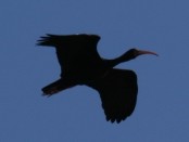 Cuervillo cara pelada/Bare-faced Ibis