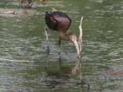 Cuervillo de cañada/White-faced Ibis