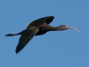 Cuervillo de cañada/White-faced Ibis