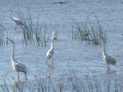 Garza blanca/Great Egret