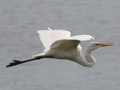 Garza blanca/Great Egret