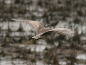 Garza bruja/Black-crowned Night-Heron