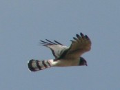 Gavilán planeador/Long-winged Harrier
