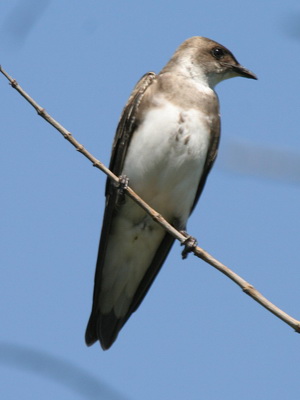 Golondrina parda/Brown-chested Martin Golondrina parda/Brown-chested Martin