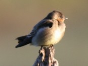 Golondrina ribereña/Southern Rough-winged Swallow