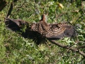 Hocó colorado/Rufescent Tiger-Heron