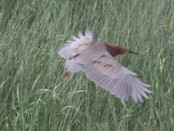Hocó colorado/Rufescent Tiger-Heron