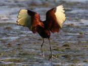 Jacana/Wattled Jacana Jacana/Wattled Jacana