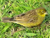 Misto/Grassland Yellow-Finch