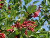 Ñanday/Black-hooded Parakeet