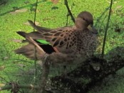 Pato barcino/Speckled Teal